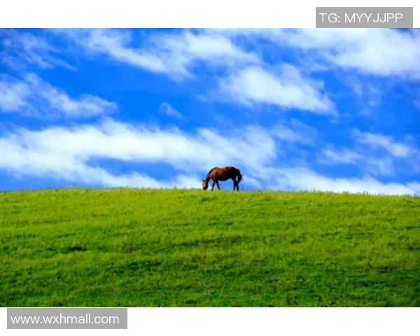 草原足球明星全景盘点揭示草原足球的璀璨星辰与传奇故事